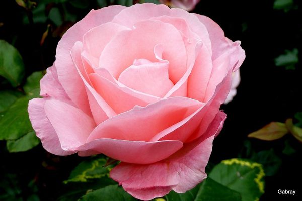 n03---Rose-rose.JPG