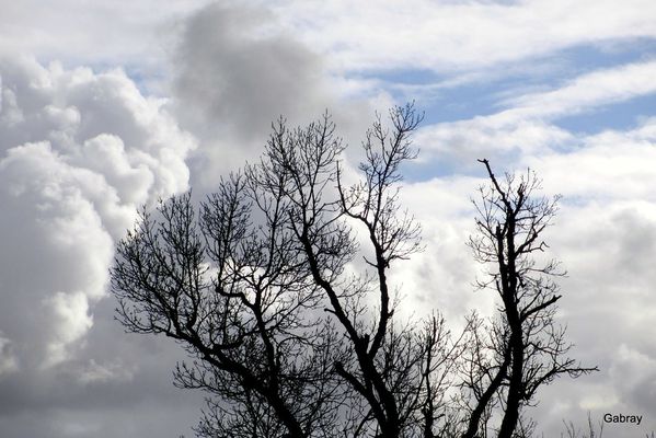 g05---Arbre-dans-les-nuages.JPG