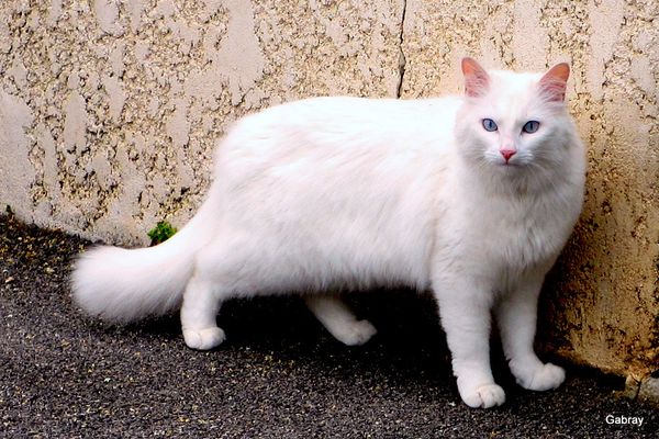 06---Un-chat.JPG