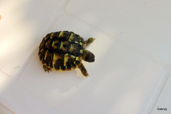 r05---La-tortue.JPG