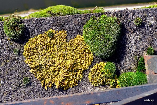 Q02---Mousses-et-lichens.JPG