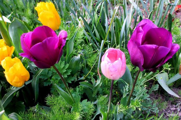 n02---Tulipes-differentes.JPG