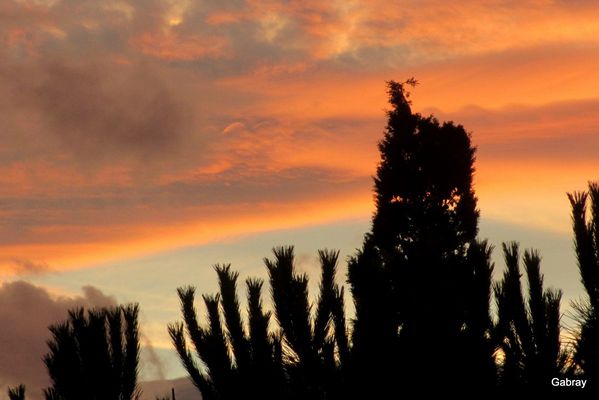 Q04---Arbres-le-soir.JPG