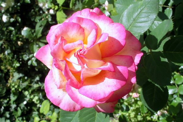 F7 - Rose bicolore