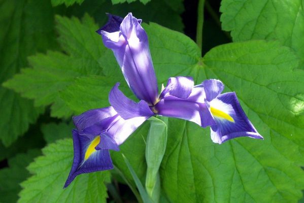 h3 - Iris bleu