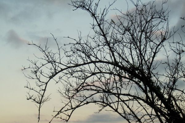 x06 - Branches dans le ciel