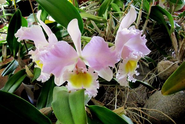 an01 - orchidée