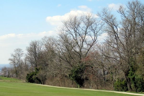 W5 - Haie d'arbres