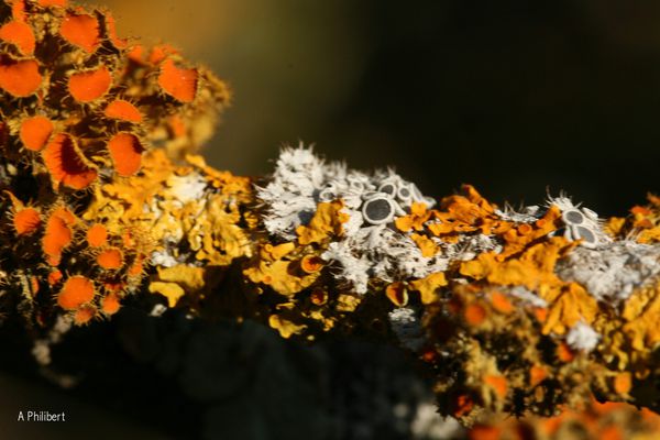 lichens2.jpg