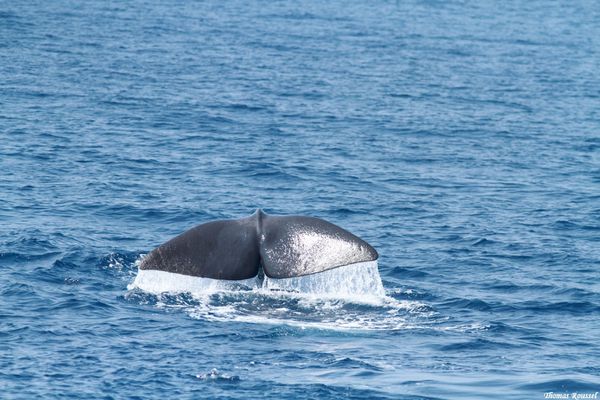 Dauphins-baleines 3943.1