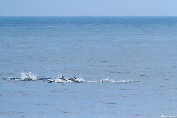 Dauphins-baleines 4297.1