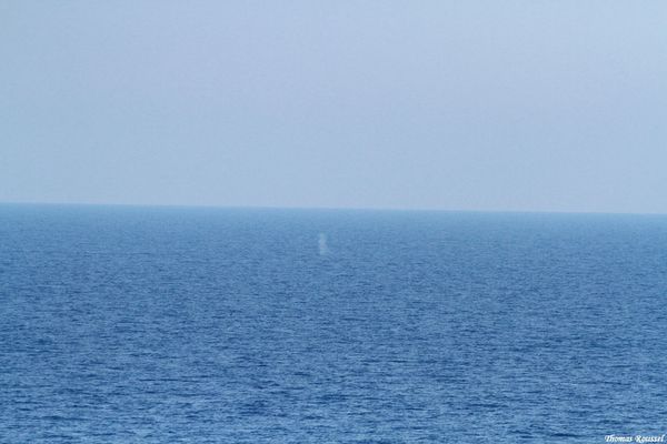 Dauphins-baleines 6917.1