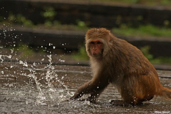 Macaque rhésus (Macaca mulatta) (15)
