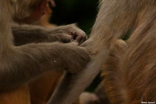 Macaque rhésus (Macaca mulatta) (7)