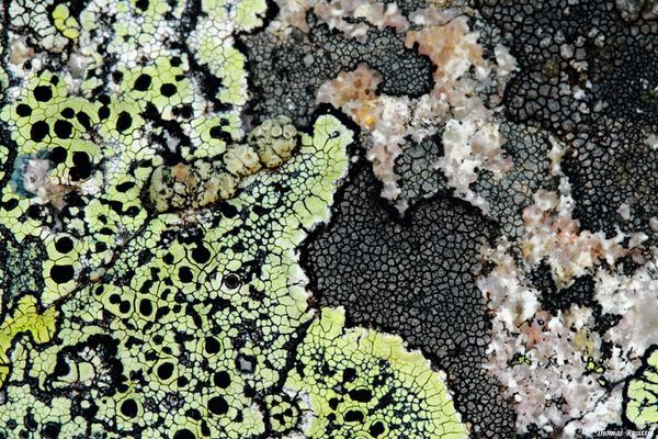 lichens-corses 6375.1
