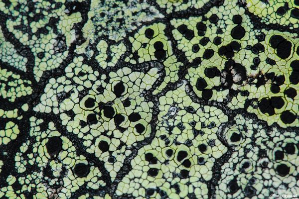 lichens-corses 6396.1