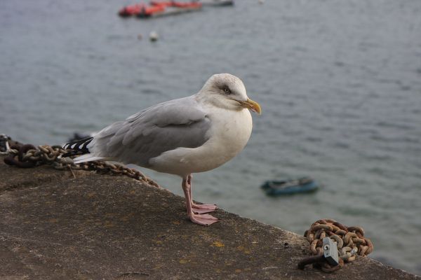 dinard1