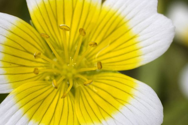 Limnanthes douglasii - Limnanthaceae