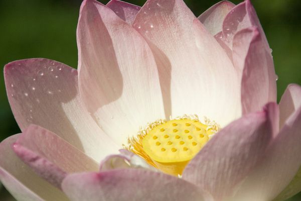 Lotus (Nelumbo nucifera) 2- Nelumbonaceae