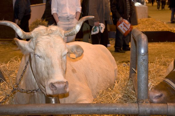 Lourdaise (race bovine en conservation)