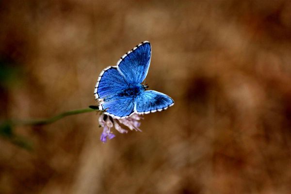 Flores--Faunes-Nature.-9386.JPG