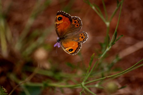 Flores--Faunes-Nature.-9450.JPG