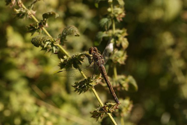 Chiropteres 3677
