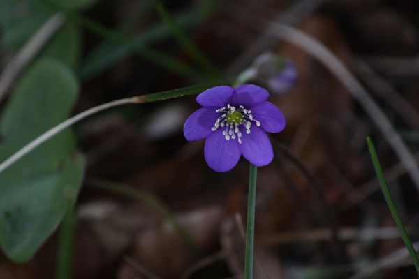 Flores 1705