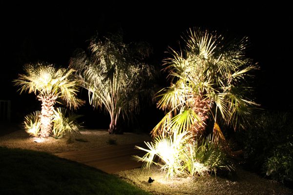 Eclairage de jardin sur palmier