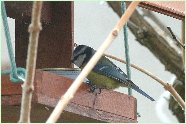 Mésange bleue (1)