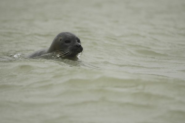 rencontre phoques baie de somme