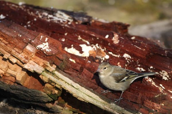 Pinson des arbres femelle photos d'oiseaux de Picardie Amiens Benoit Henrion