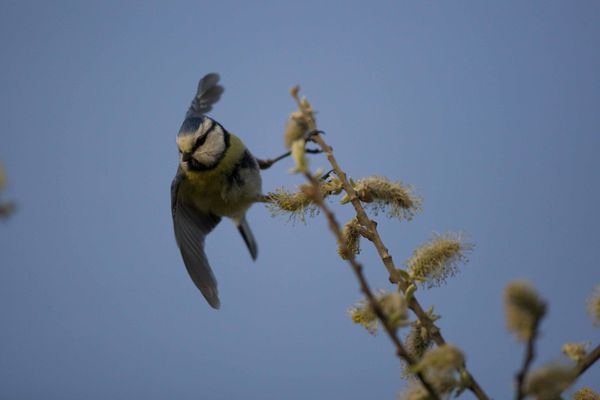 Mésange bleue photos d'oiseaux de Picardie Le Crotoy Benoit Henrion