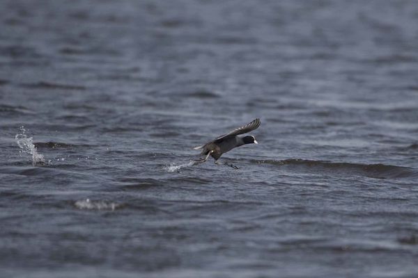 Foulque macroule qui marche sur l'eau photos d'oiseaux de Picardie Le Crotoy Benoit Henrion