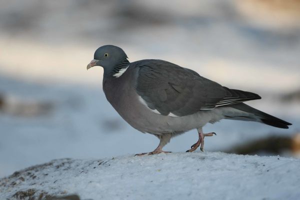 Pigeon ramier dans la neige photo d'oiseaux de Picardie Amiens Benoit Henrion