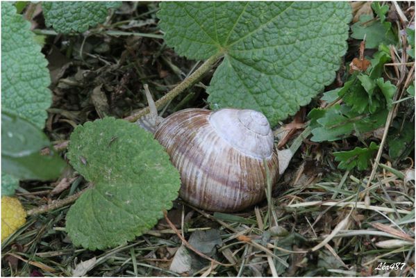 Animaux-2960-escargot.jpg