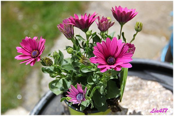 Fleurs-2-5321-Osteospermum.jpg
