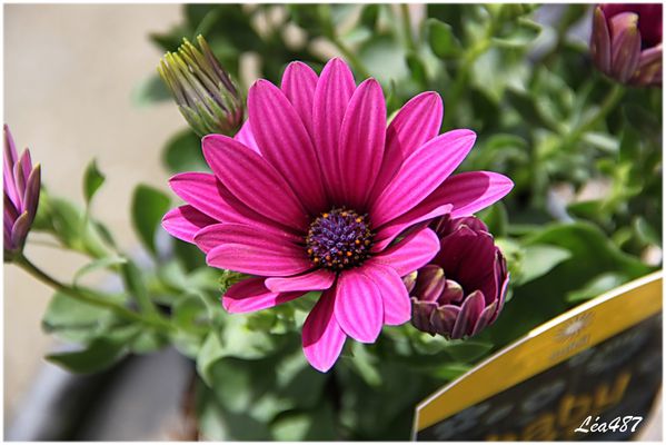 Fleurs-2-5323-Osteospermum.jpg