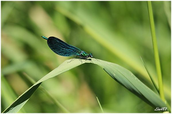 Insectes-2-1566-le-calopteryx-vierge.jpg