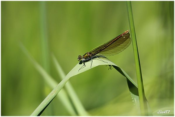 Insectes-2-1571-calopteryx-vierge-femelle.jpg