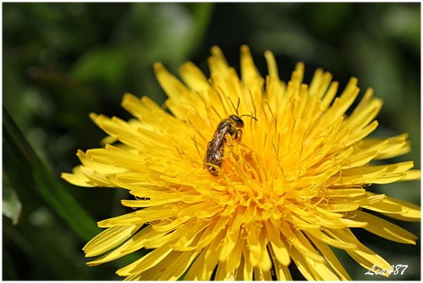 Insectes-2-5355-abeille-pissenlit.jpg