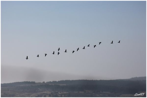 Oiseaux-3-3432-cormorans-800.jpg