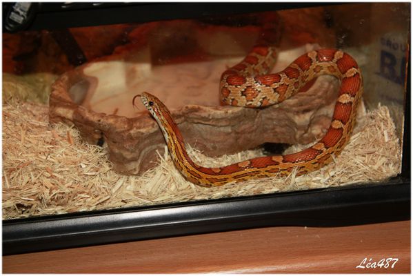Reptiles-4956-Elaphe.jpg