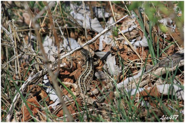Reptiles-5534-lezard-agile.jpg
