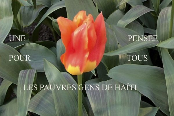 fleur.jpg