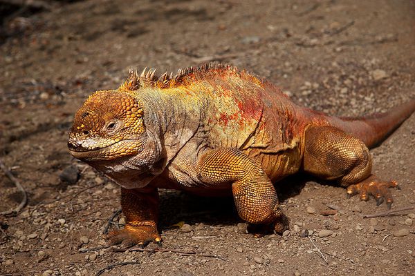 Iguane-terrestre---Urbina-bay.jpg