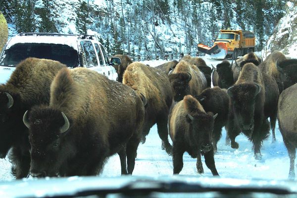 Cavalcade de bison premières neiges - YNP dr2