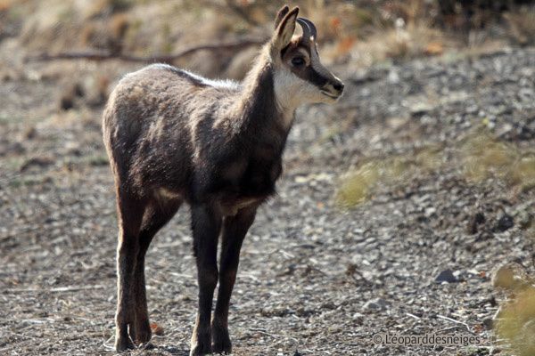b12-10 Chamois 20