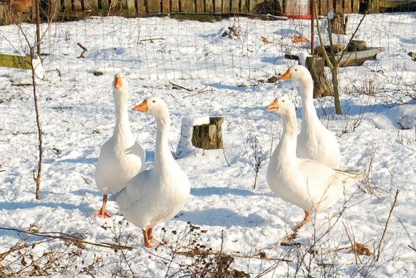 les oies dans la neige DSC 0252