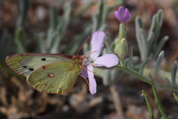 papillons1195